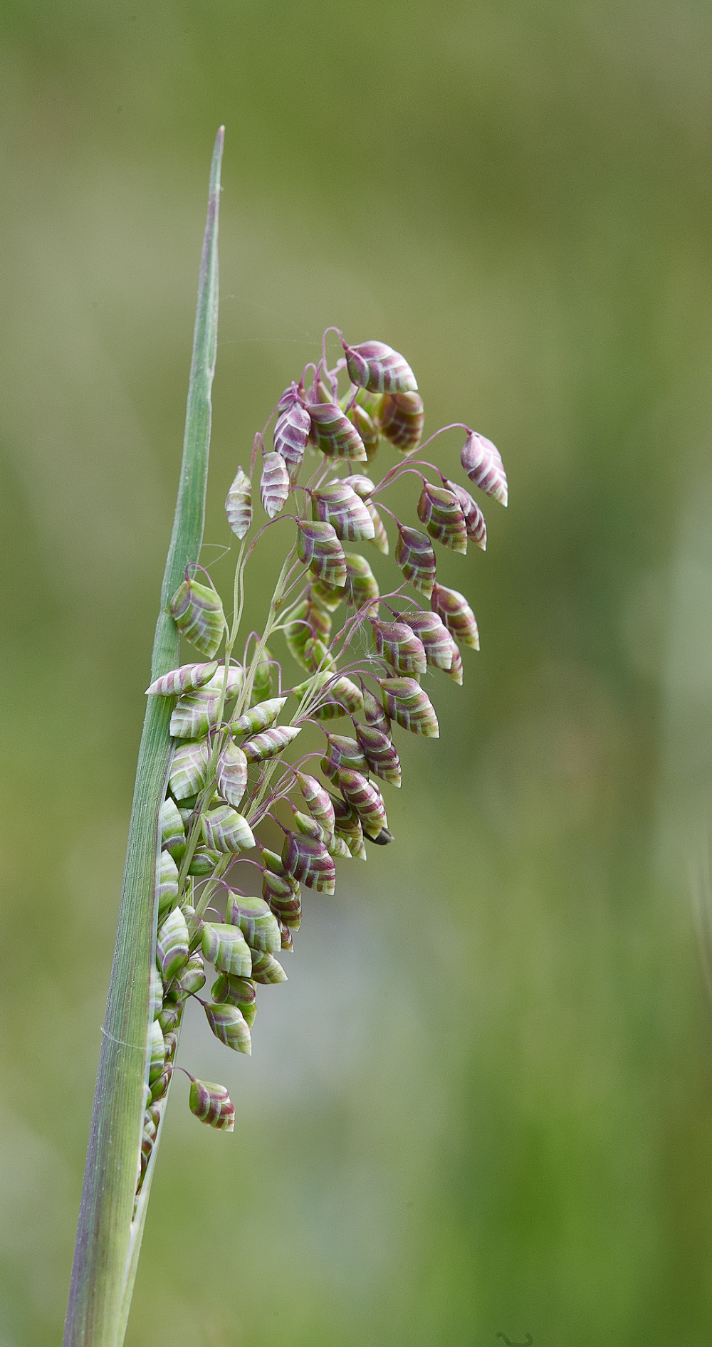 BeestonCommonQuakingGrass030621-1