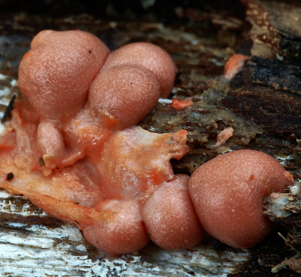 BeestonCommonSlimeMold230521-1