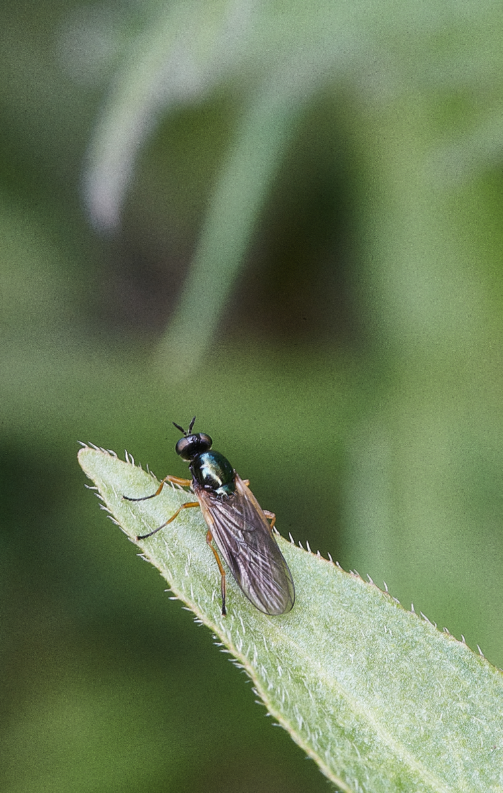 BeestonCommonSoldierFly230521-1