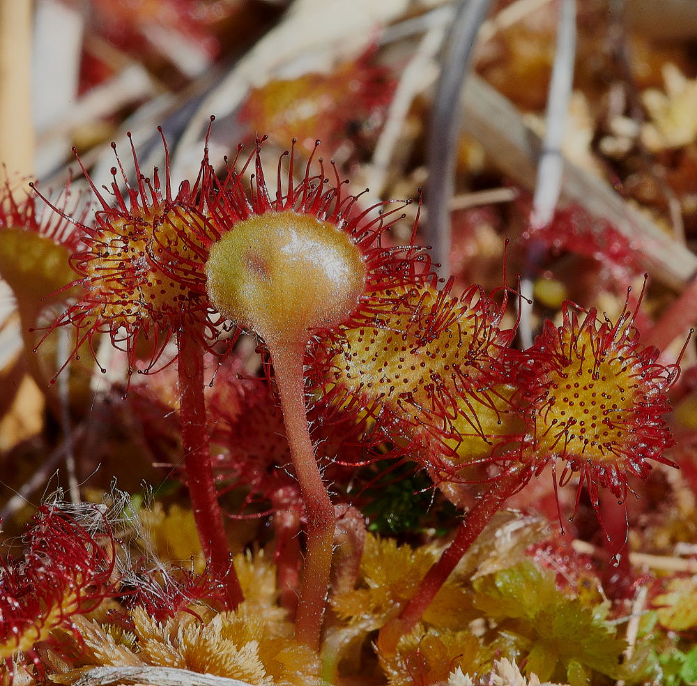 BeestonCommonSundew050621-1