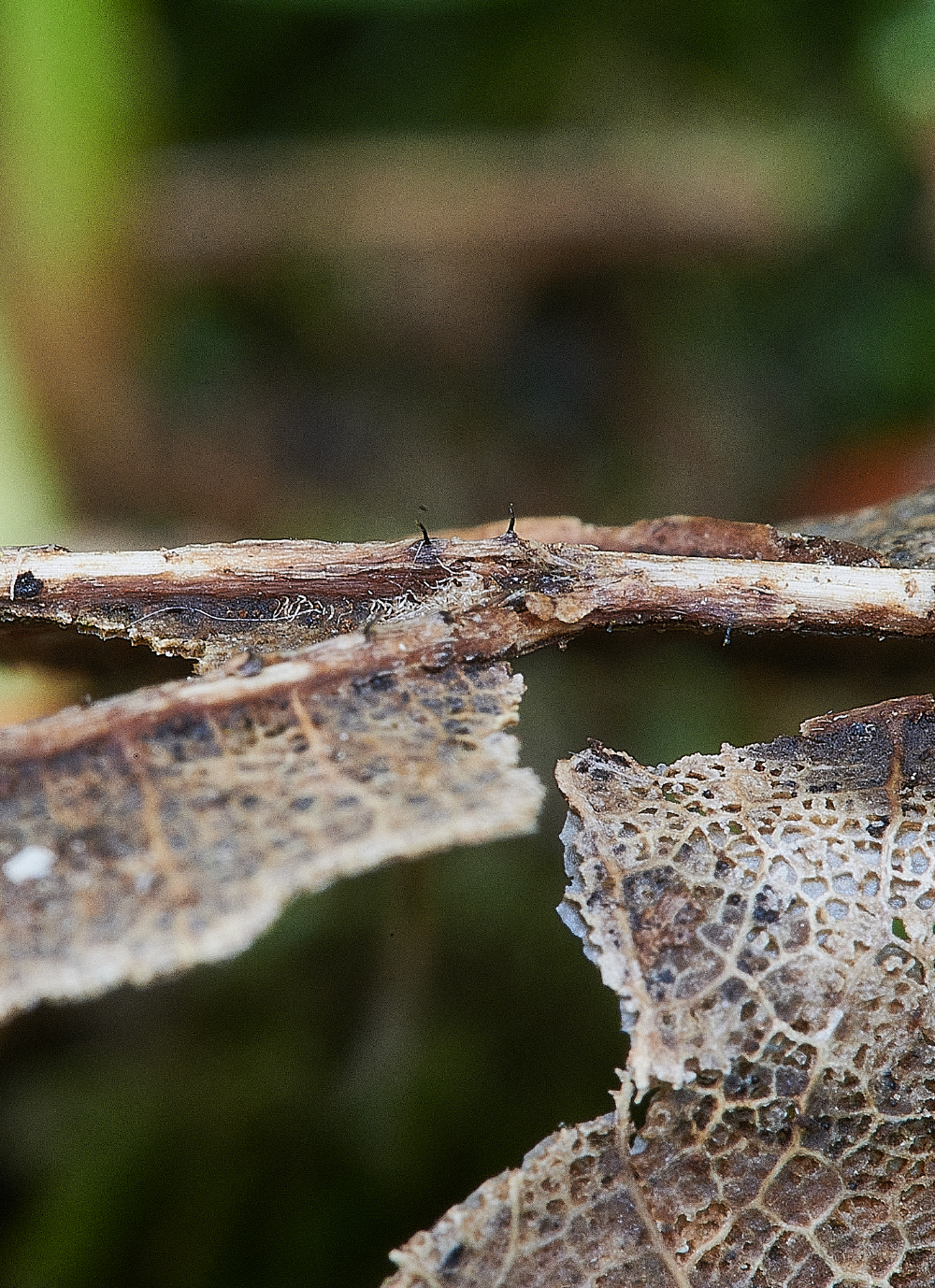 BeestonCommonSycamore230521-3