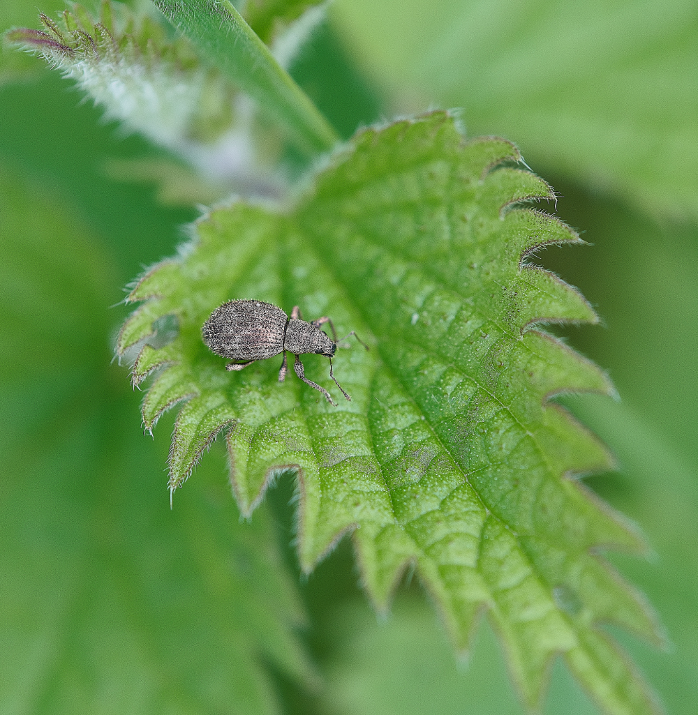 BeestonCommonWeevil230521-1