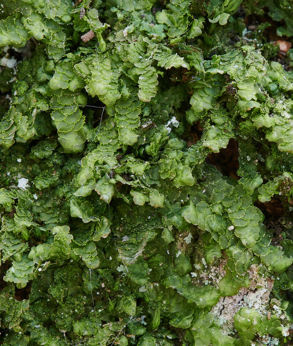 Bryant&#39;sHeathRadualcomplanata070621-1