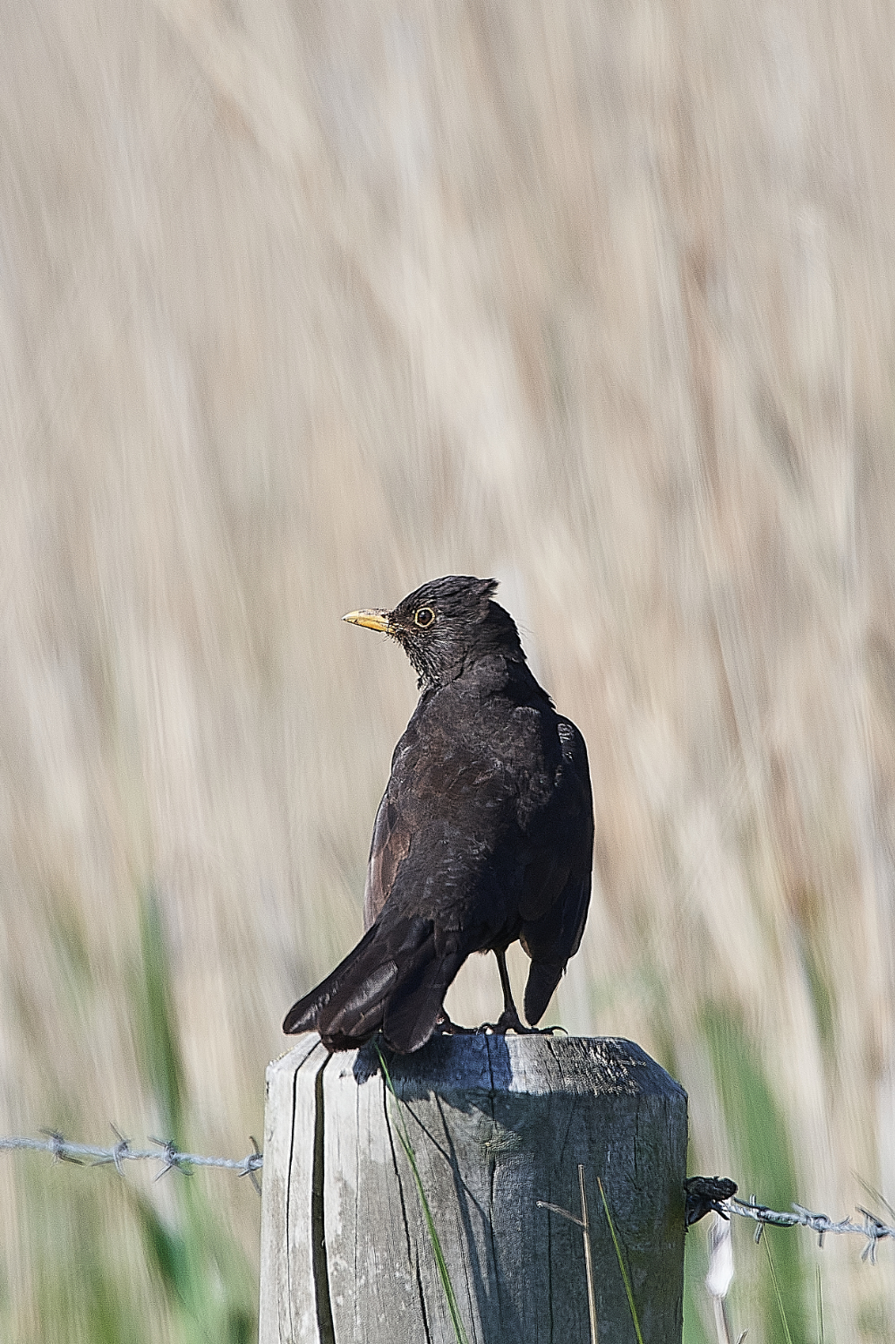 CleyBlackbird010620-1