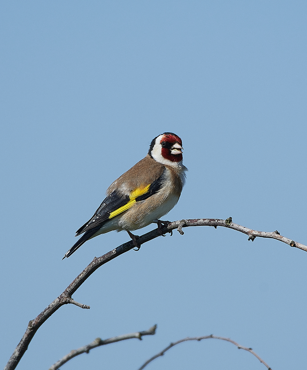 CleyGodfinch010621-1