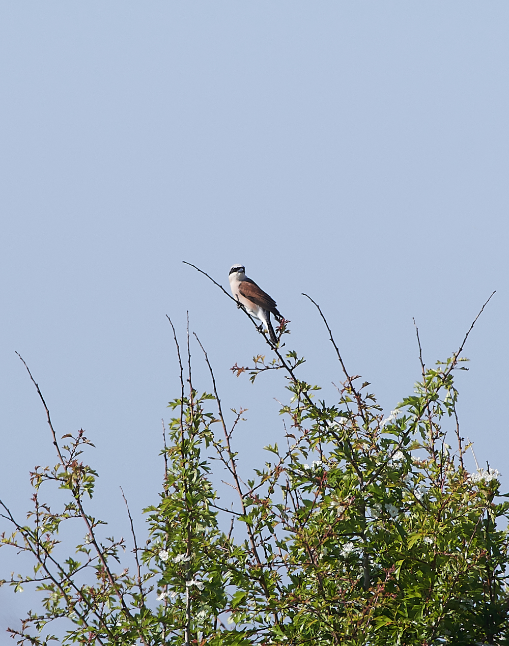 CleyRBShrike010620-1