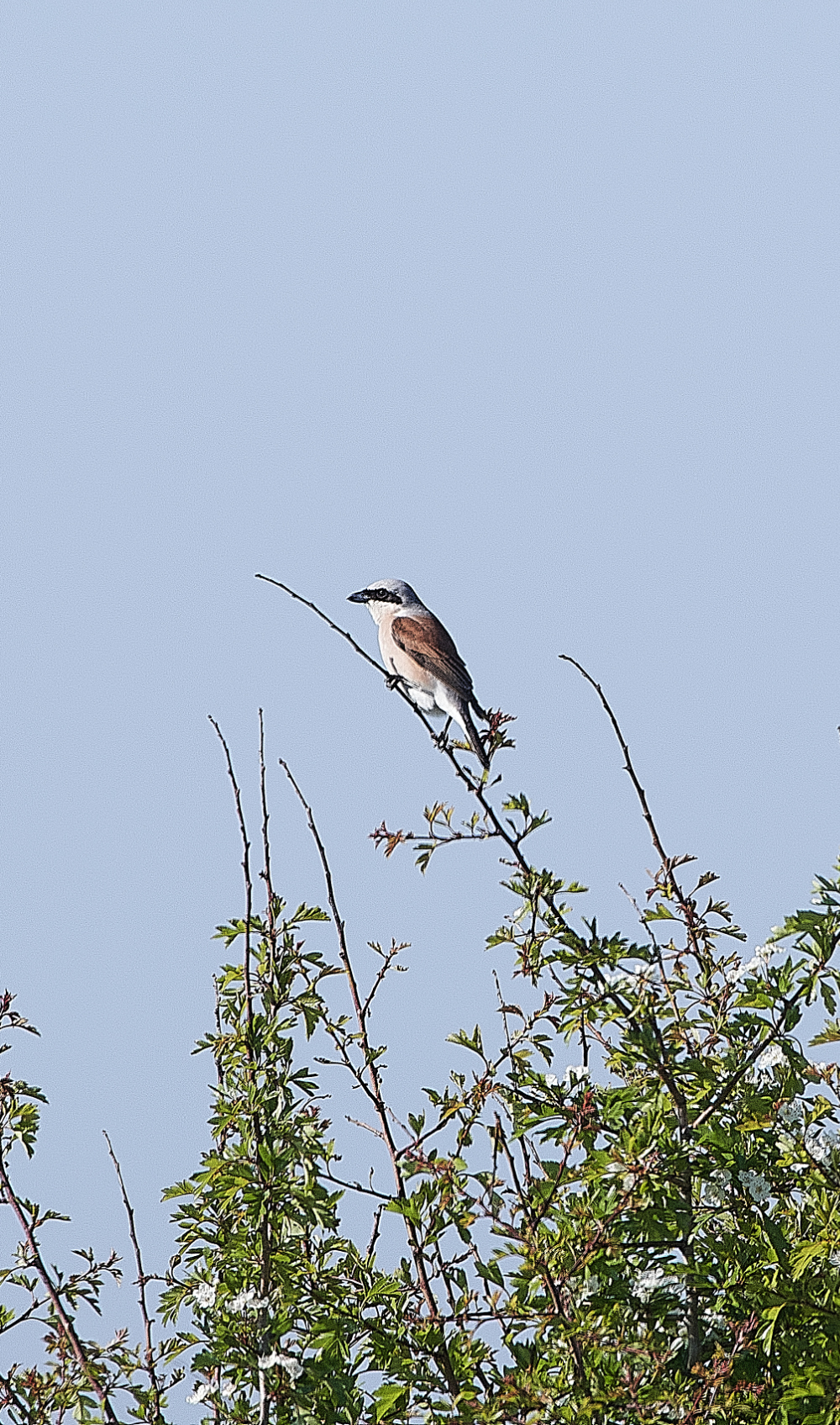 CleyRBShrike010620-2