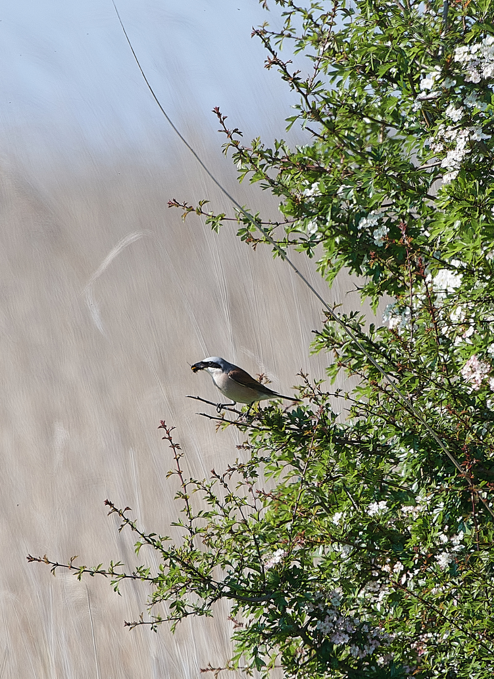 CleyRBShrike010620-3