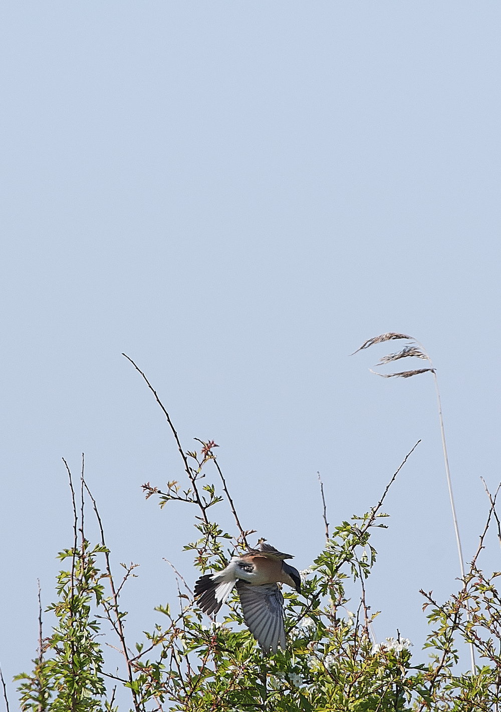 CleyRBShrike010620-4