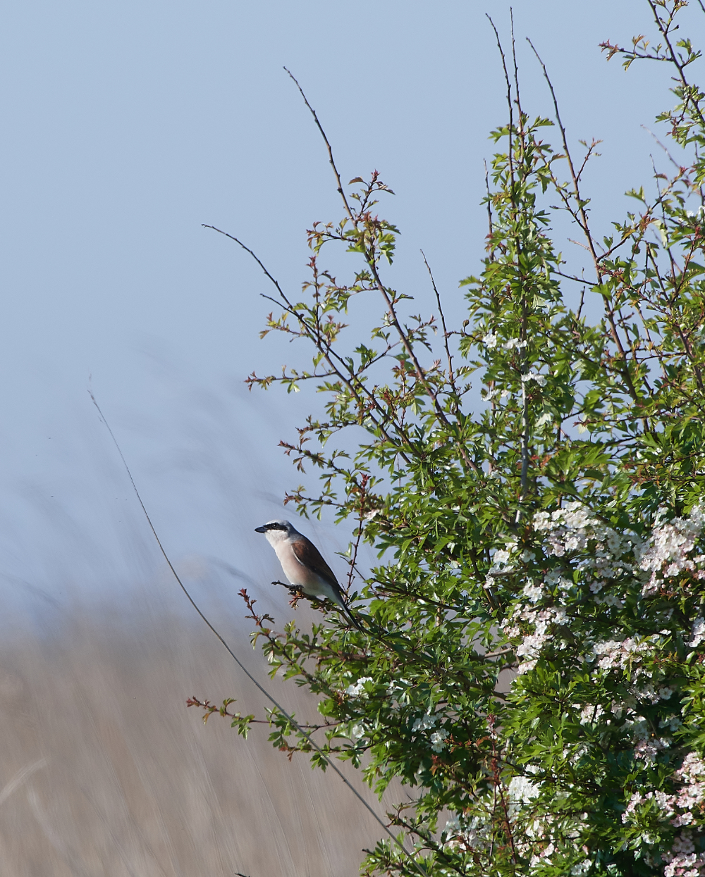 CleyRBShrike010620-5