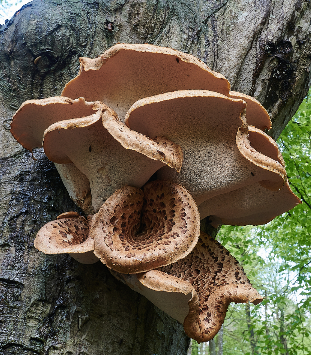 FelbriggFungus160521-2