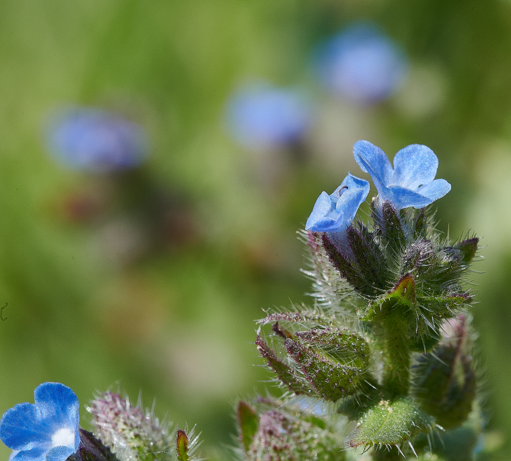 FelminghamCuttingBlue010621-3