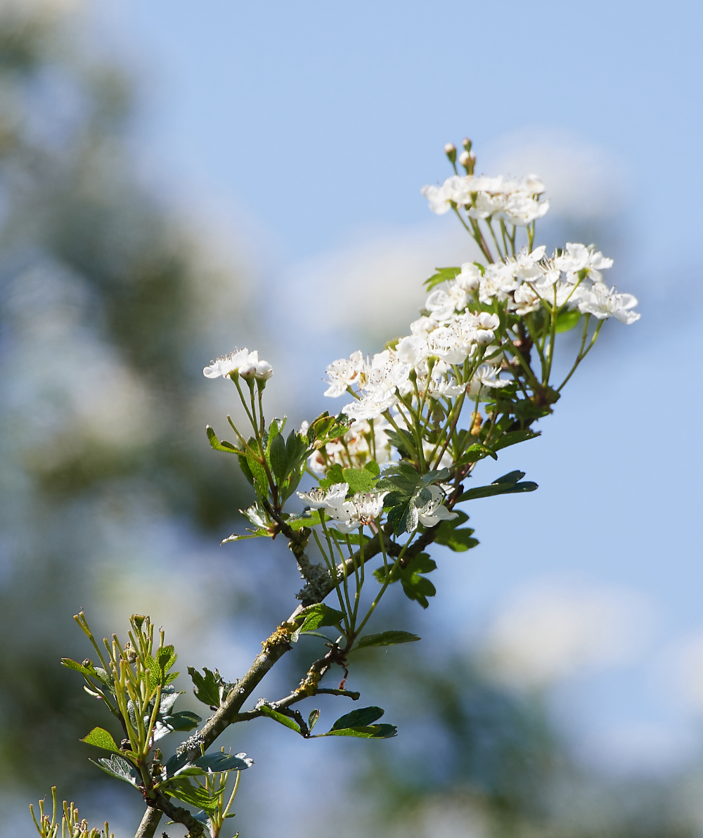 FelminghamCuttingHawthorne010621-1