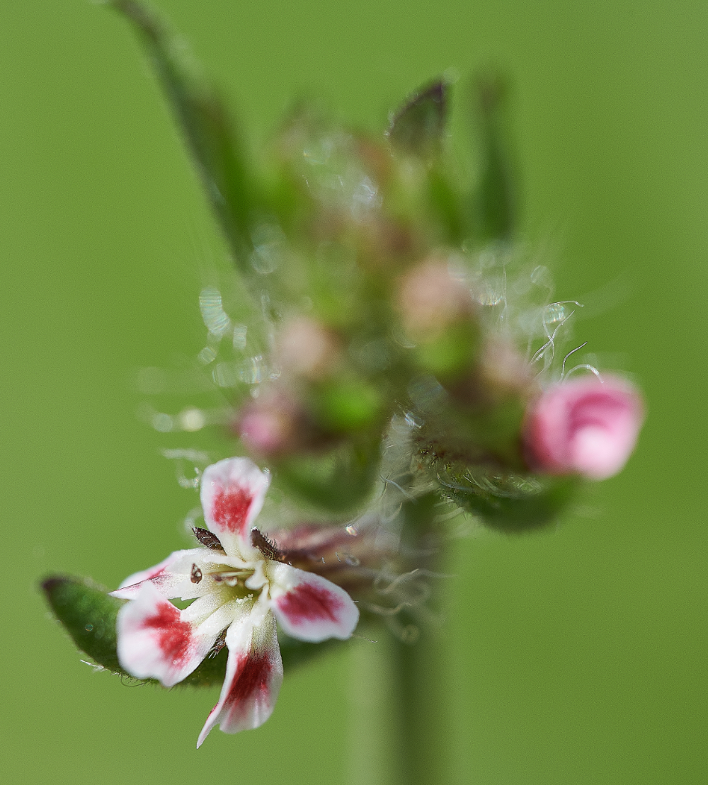 FelminghamCuttingSand Catchfly010621-1