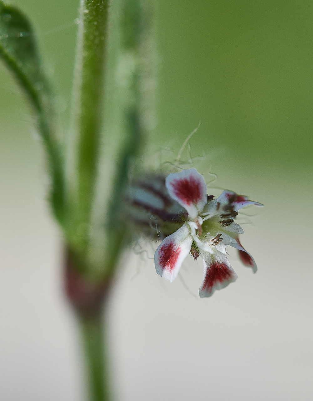 FelminghamCuttingSand Catchfly010621-2