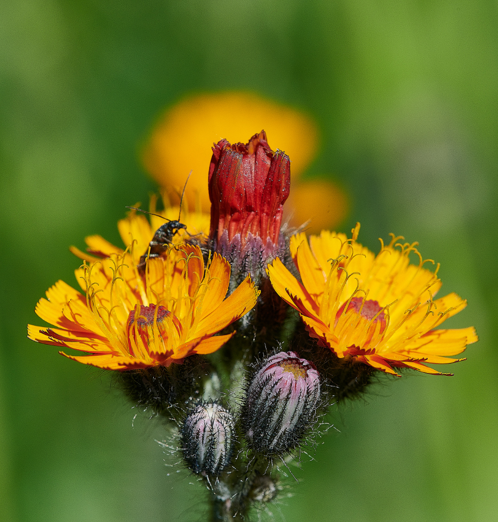 FelminghamFox&#38;Cubs080621-1