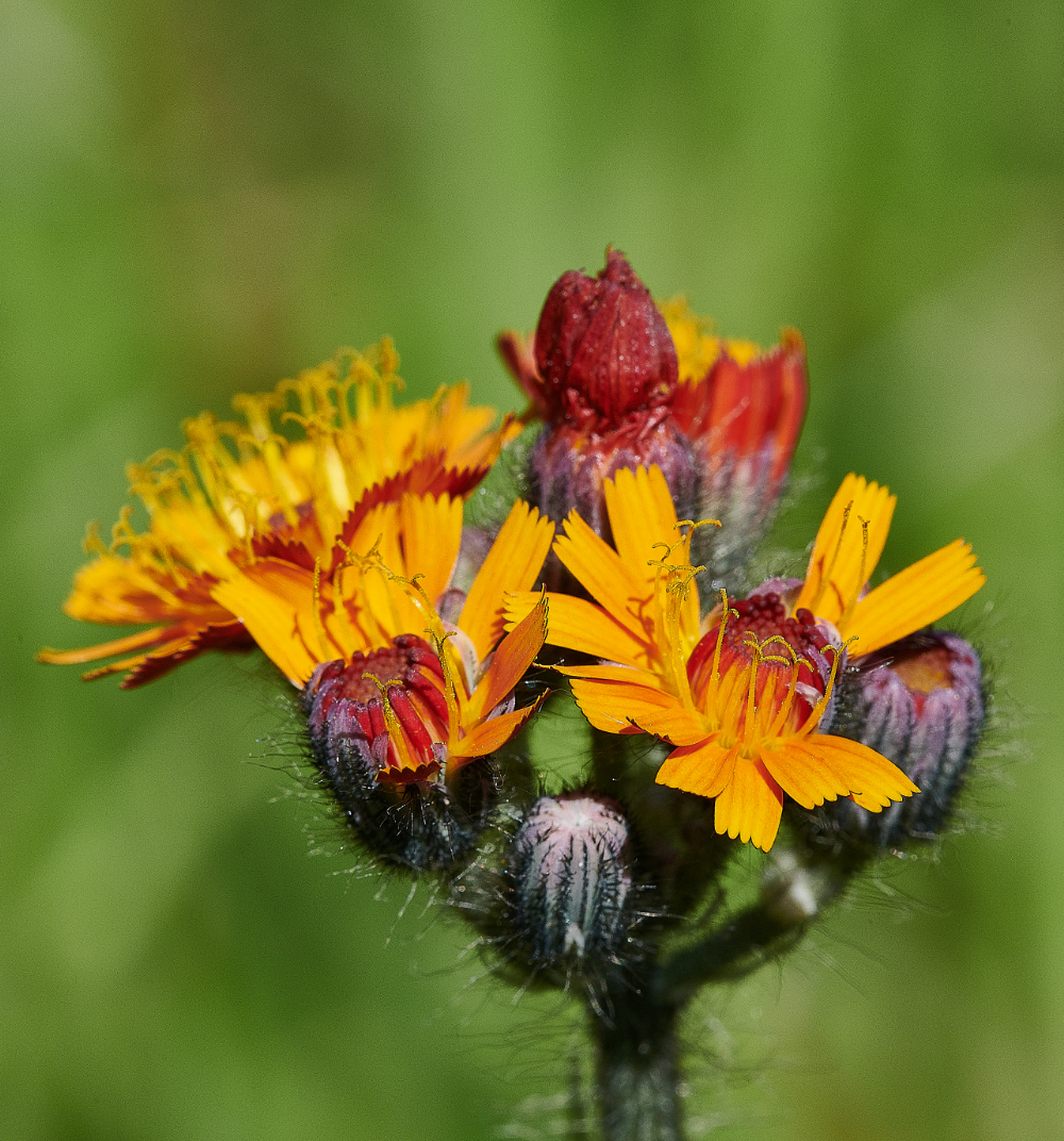 FelminghamFox&#38;Cubs080621-1a