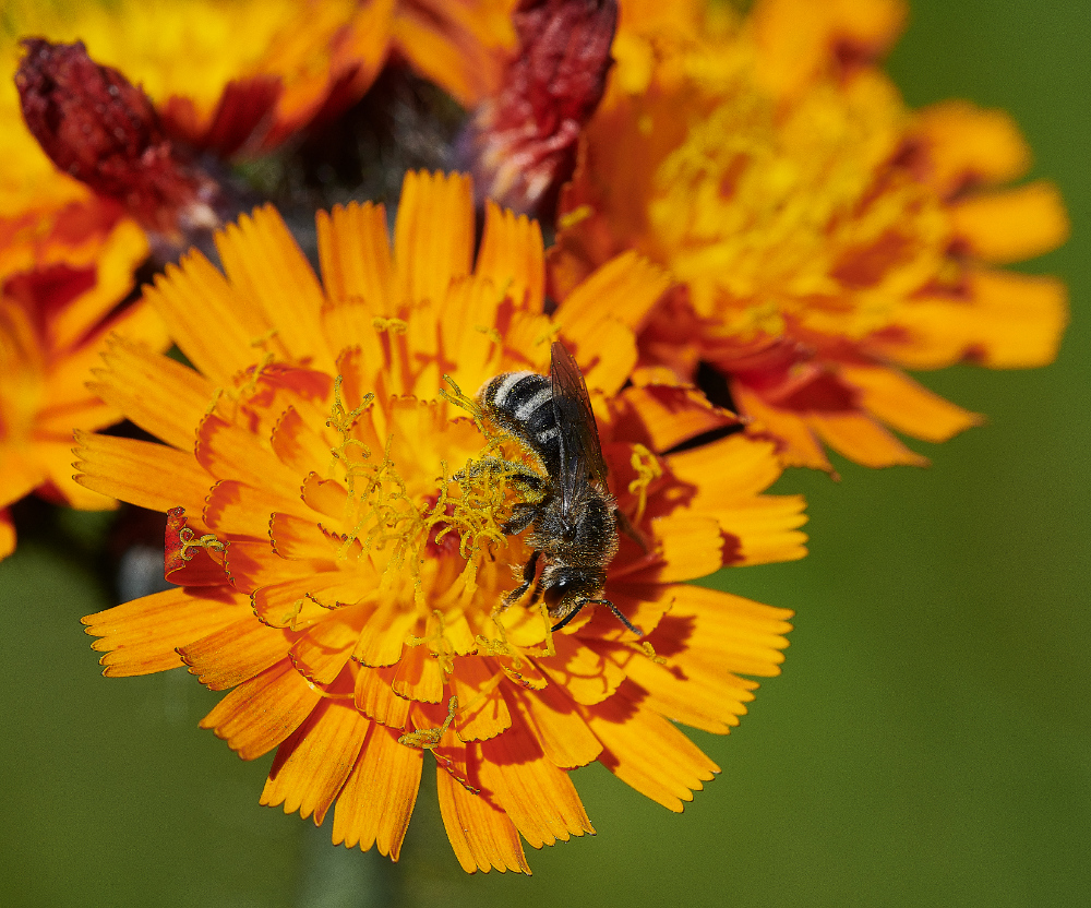 FelminghamFox&#38;Cubs080621-3