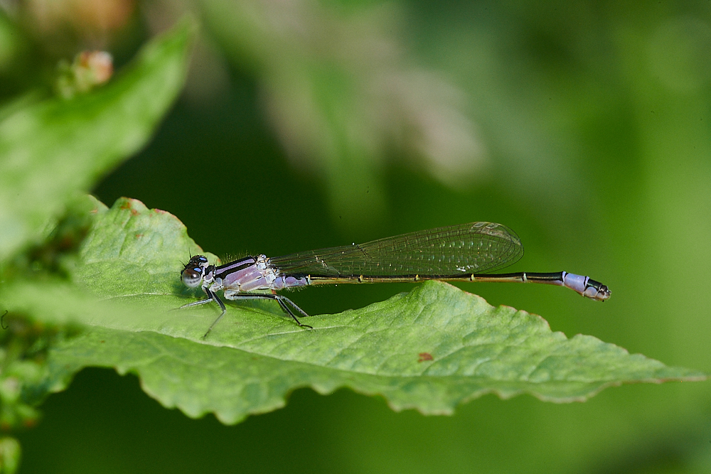 FilbyBroadDamsel270621-2