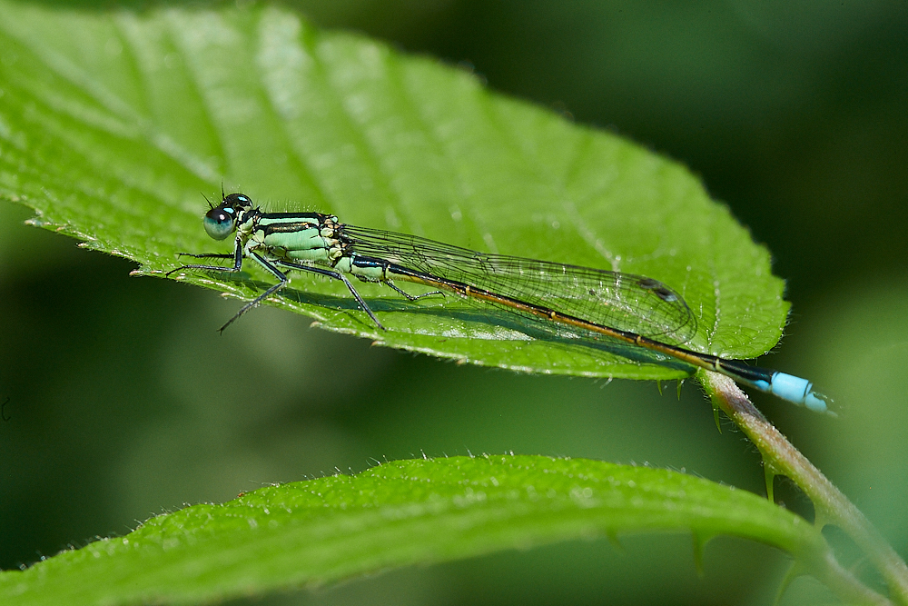 FilbyBroadDamsel270621-3