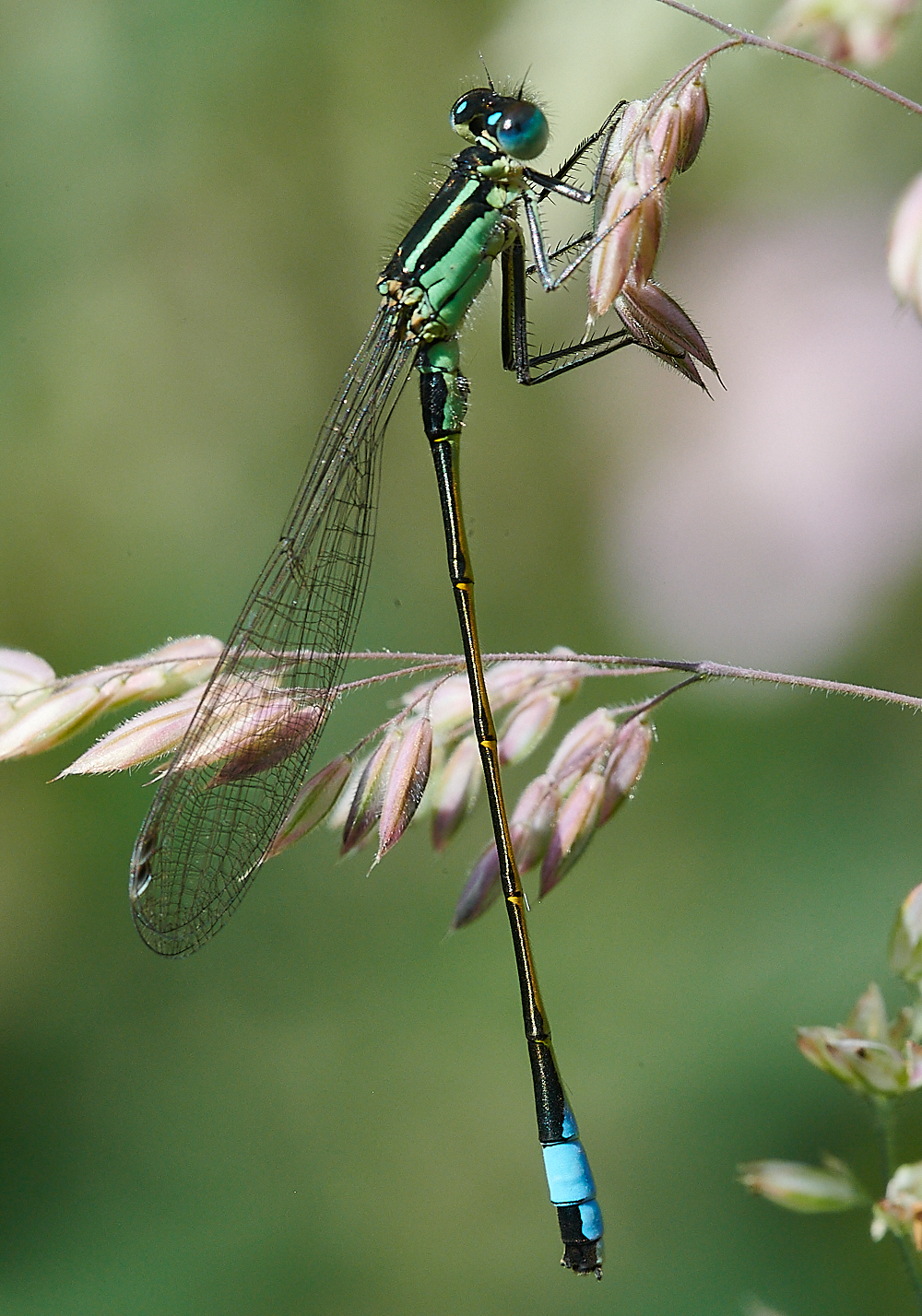 FilbyBroadDamsel270621-4