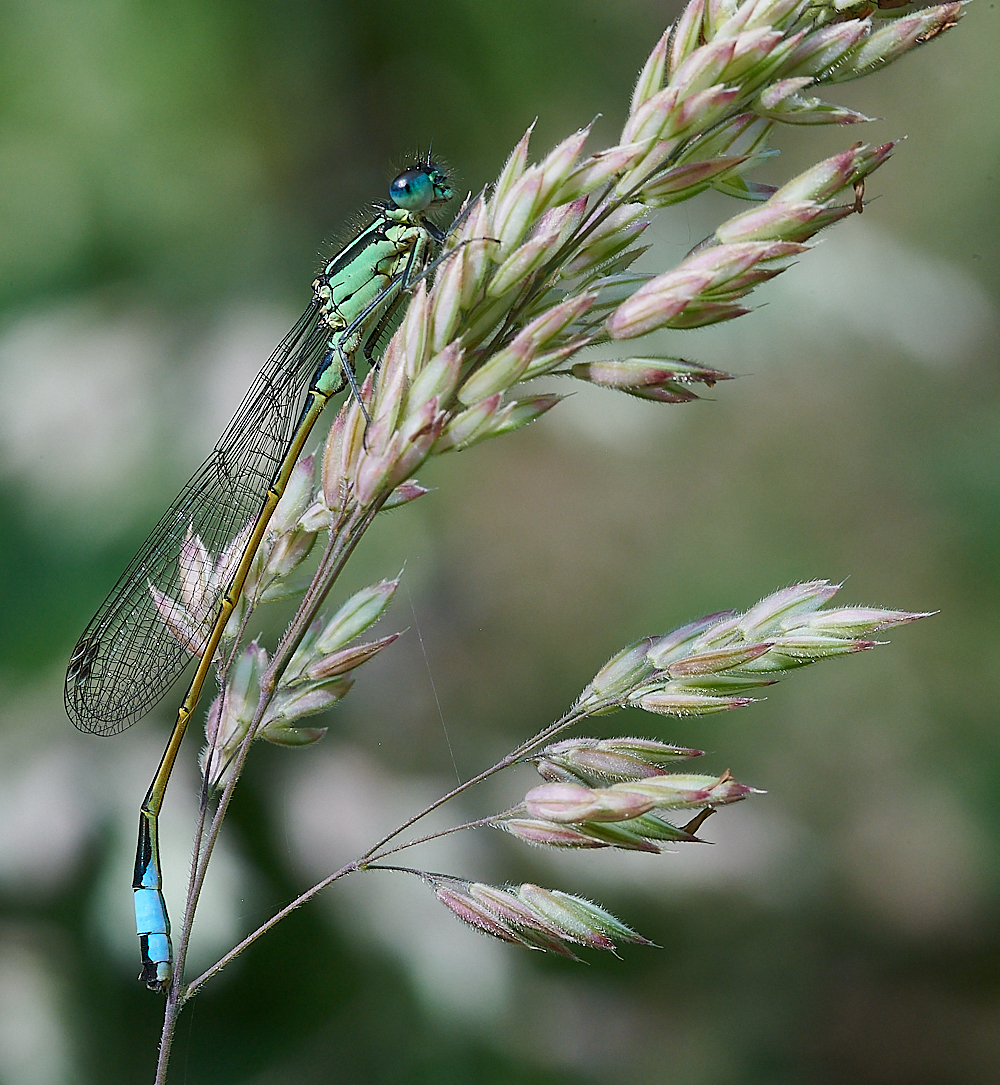 FilbyBroadDamsel270621-5