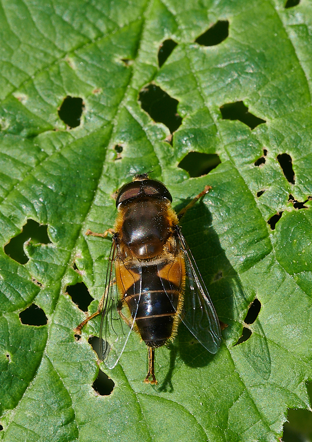 FilbyBroadEristalis270621-1