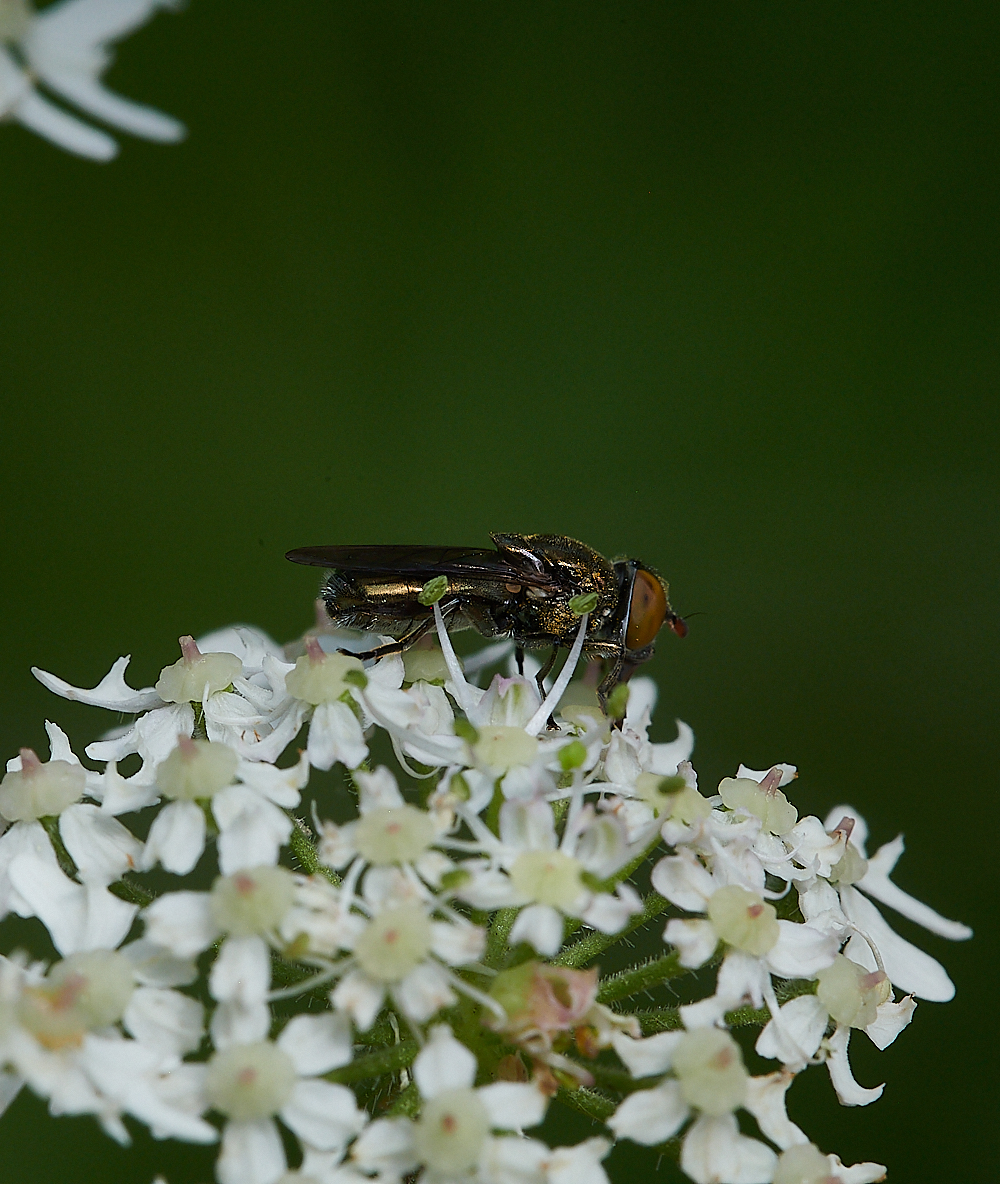 FilbyBroadGoldHover270621-10