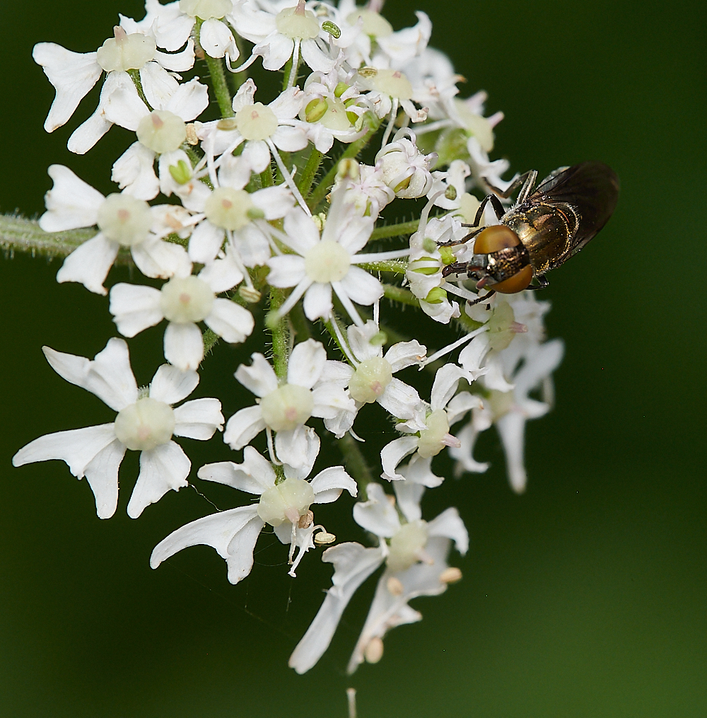 FilbyBroadGoldHover270621-2