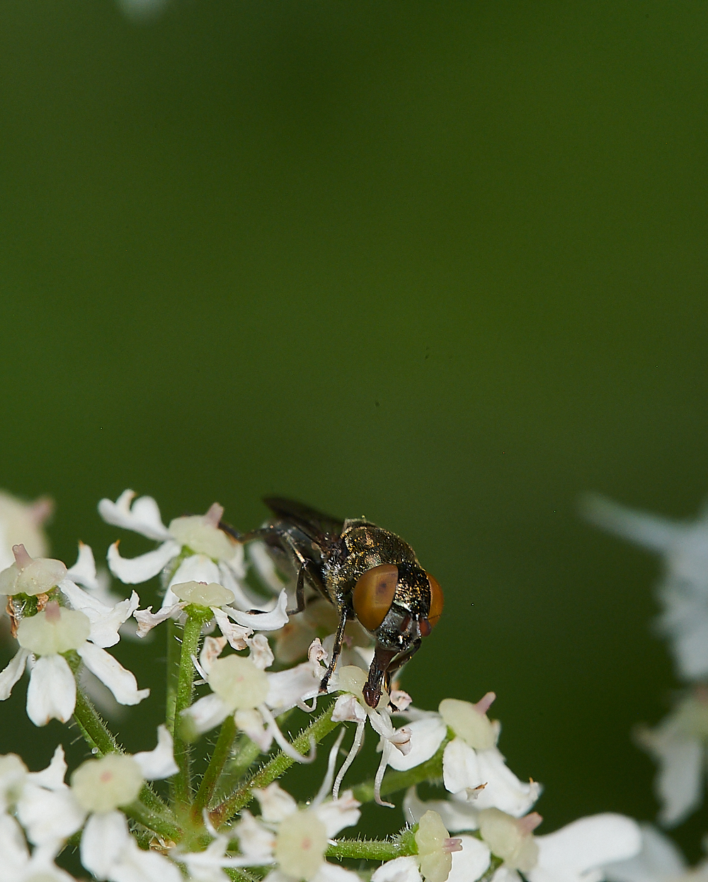 FilbyBroadGoldHover270621-4