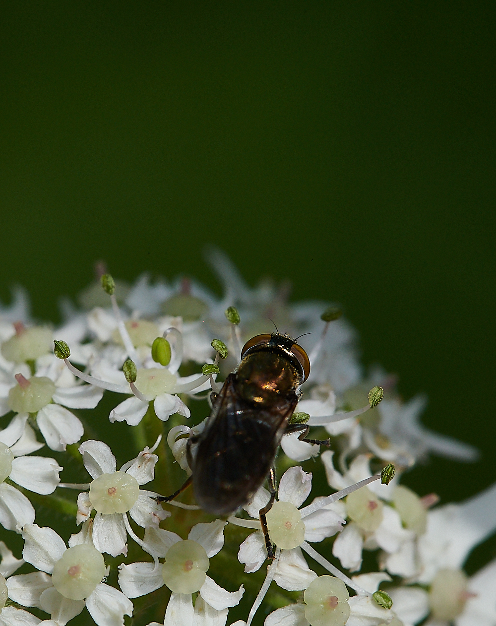 FilbyBroadGoldHover270621-5