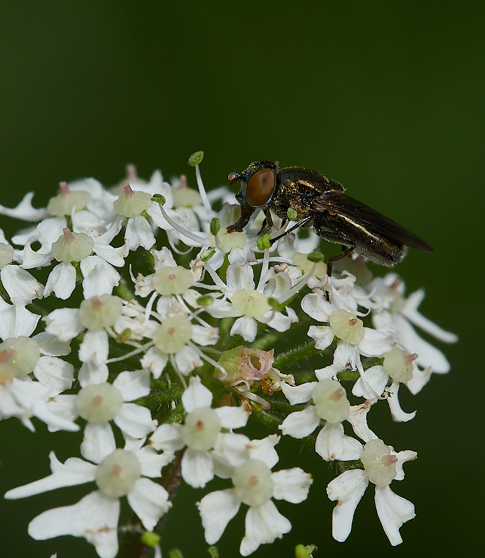 FilbyBroadGoldHover270621-6