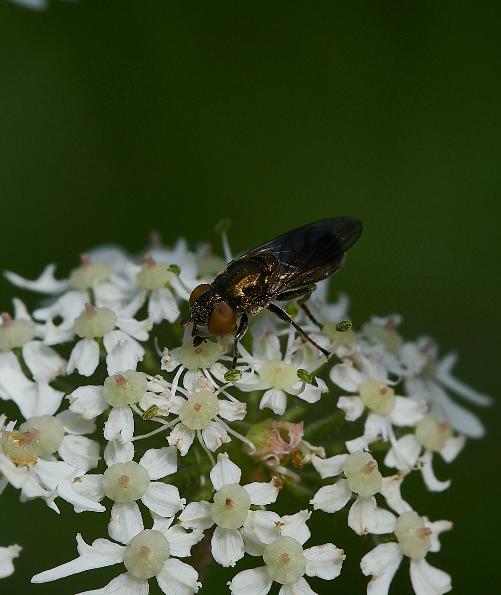 FilbyBroadGoldHover270621-8