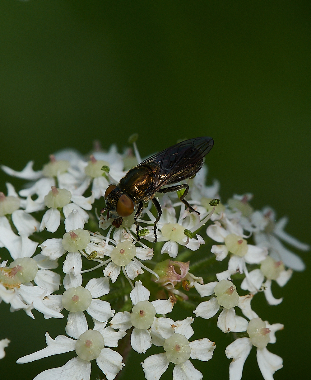 FilbyBroadGoldHover270621-9