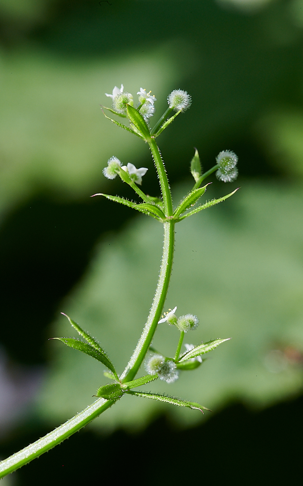 FilbyBroadGooseGrass270621-1