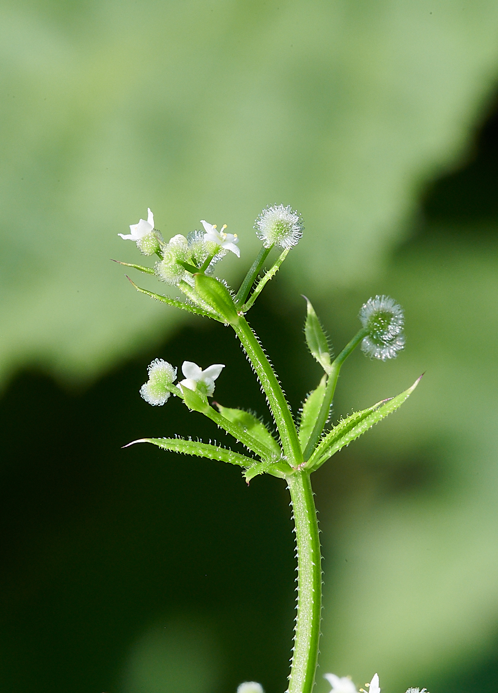 FilbyBroadGooseGrass270621-2