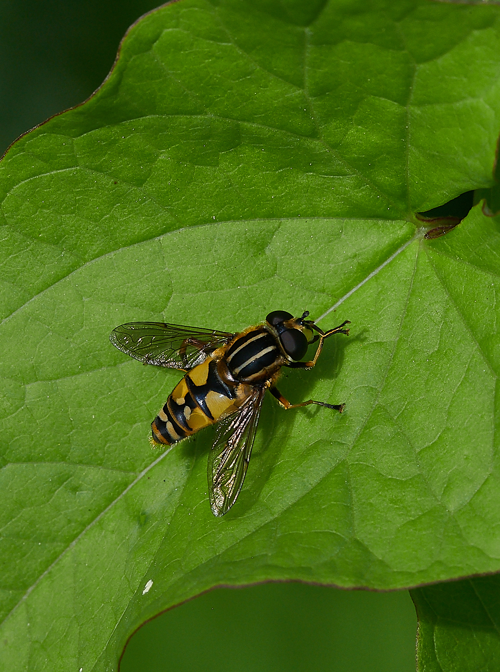 FilbyBroadHelophilus270621-1