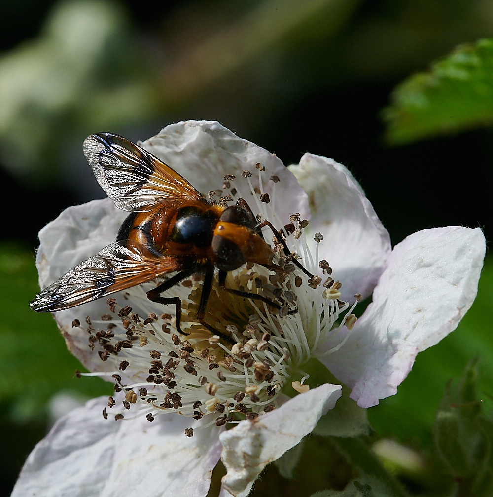 FilbyBroadHover270621-1