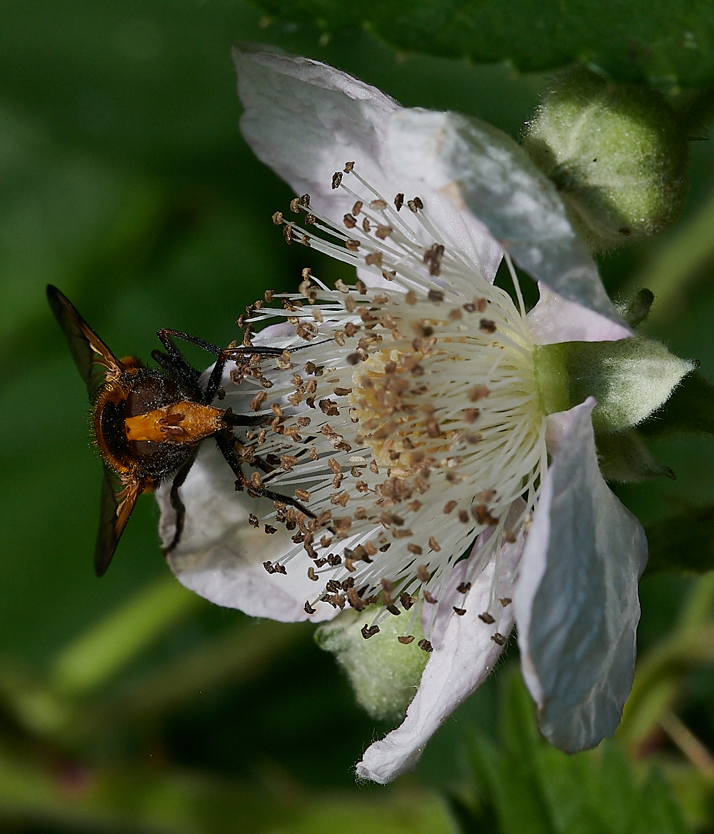 FilbyBroadHover270621-2