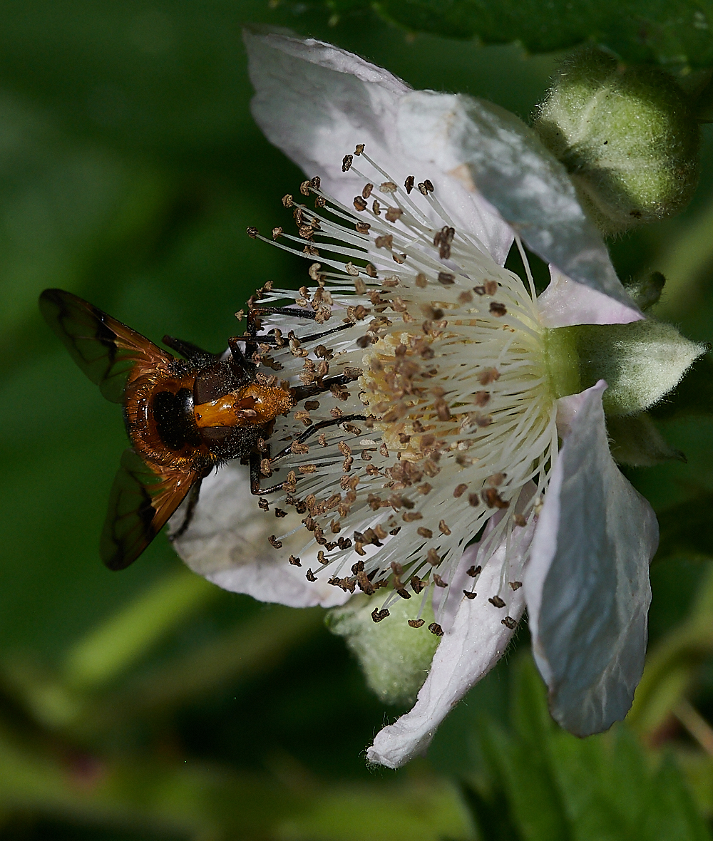 FilbyBroadHover270621-3