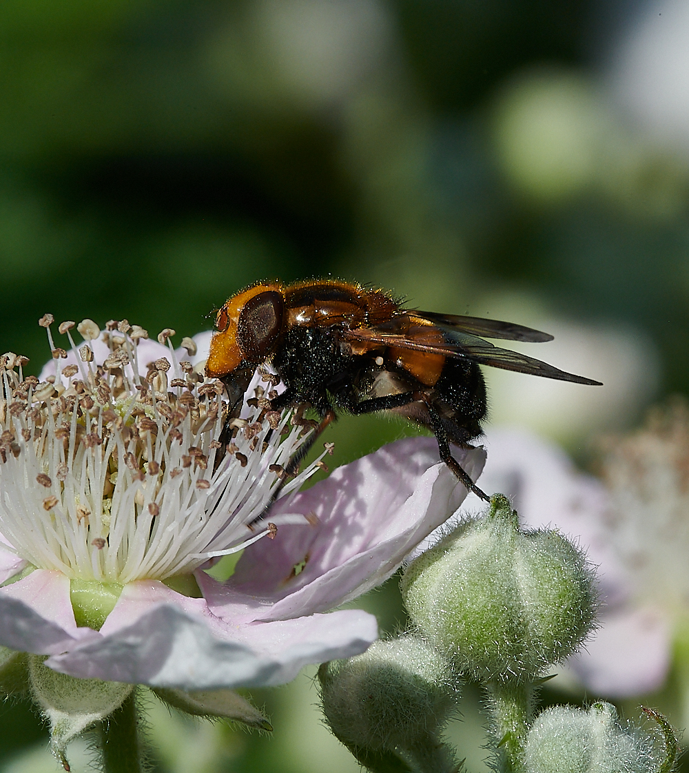 FilbyBroadHover270621-4