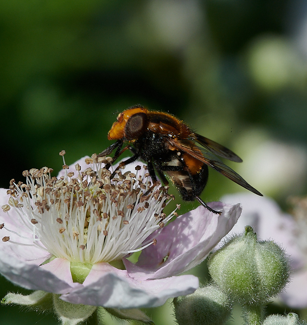 FilbyBroadHover270621-5