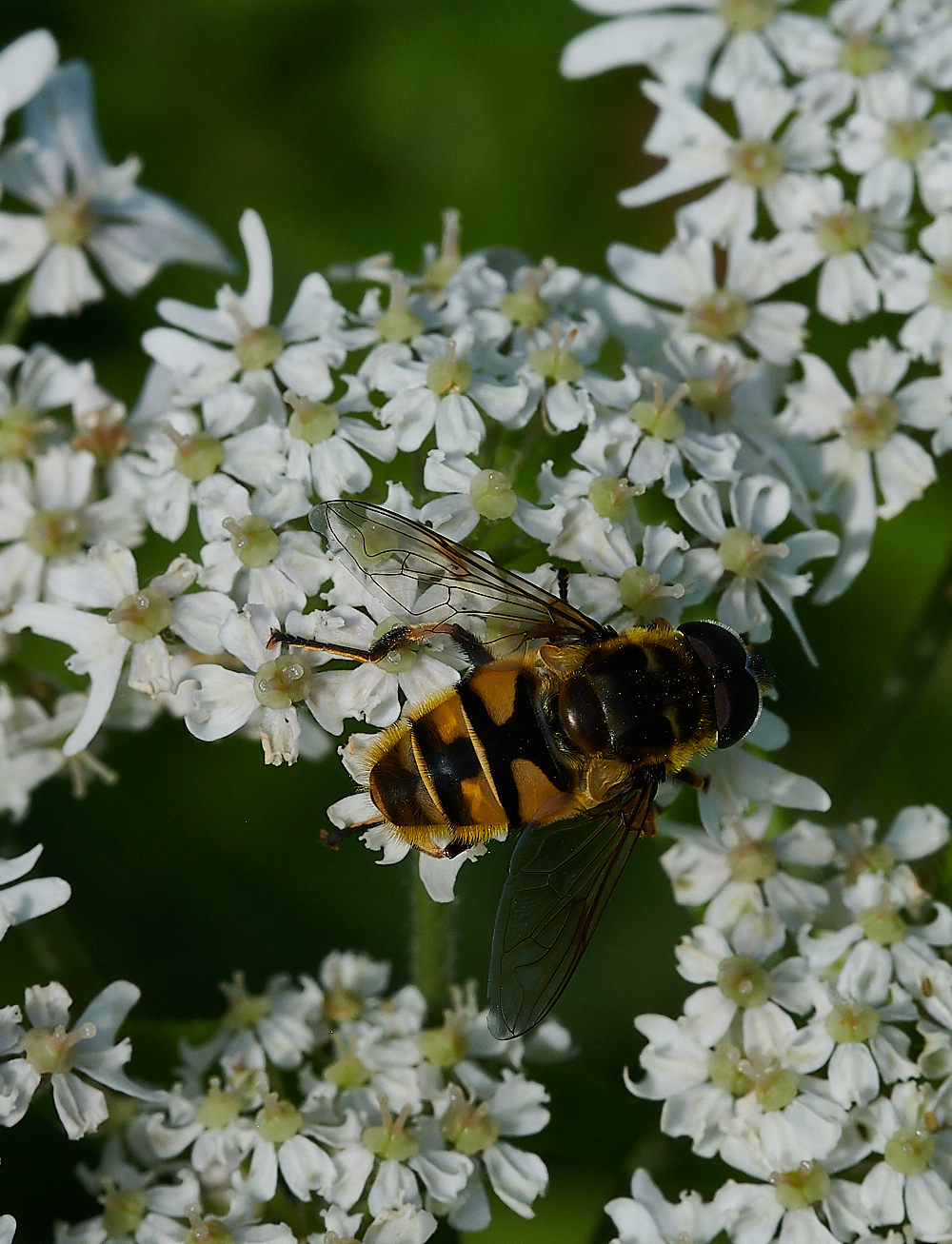 FilbyBroadMyothropa270621-1