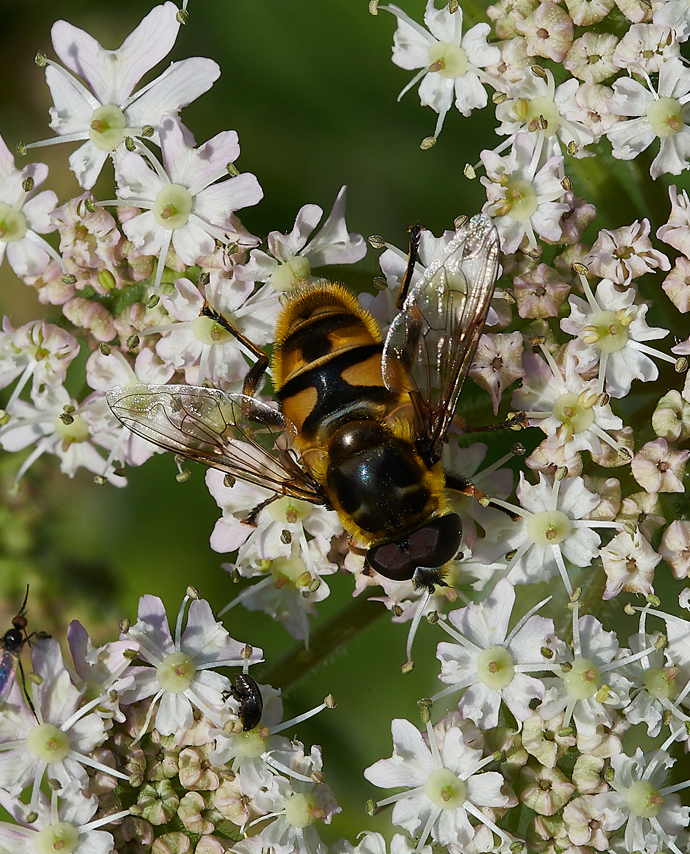 FilbyBroadMyothropa270621-2