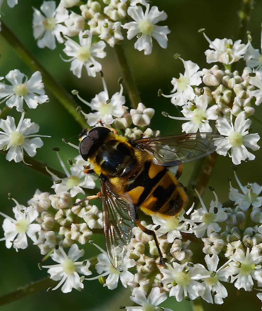 FilbyBroadMyothropa270621-3