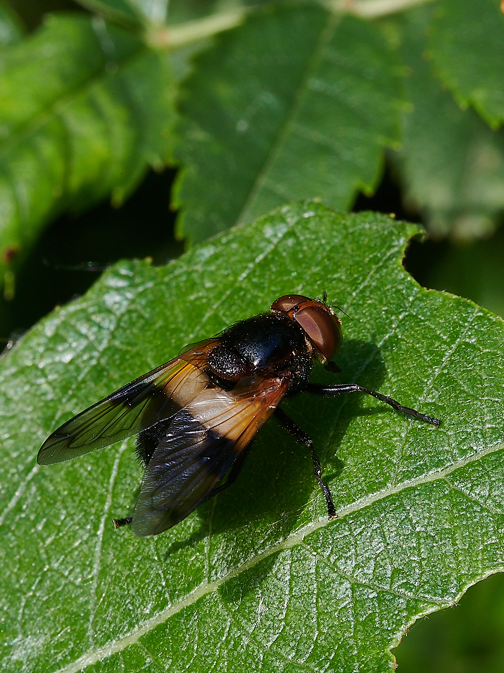 FilbyBroadPiedHover270621-1