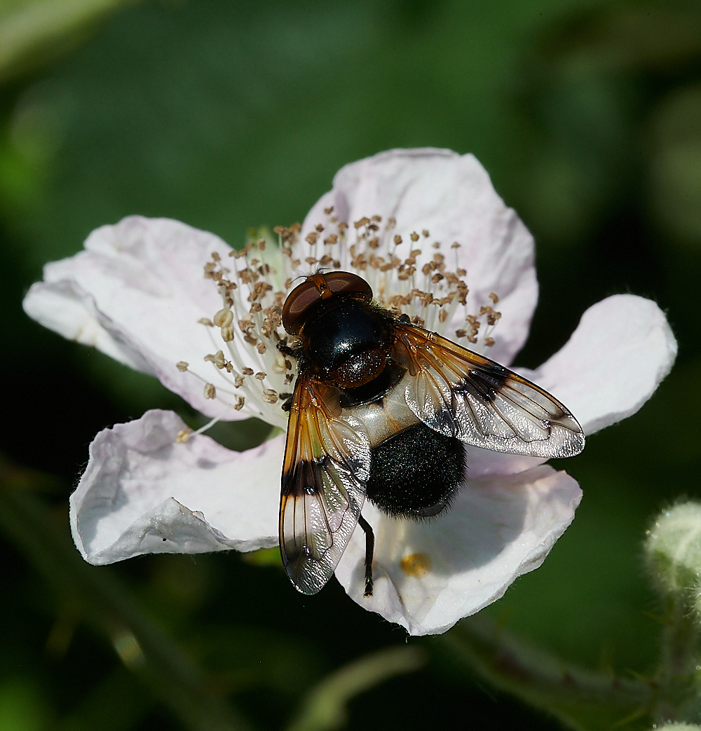 FilbyBroadPiedHover270621-2