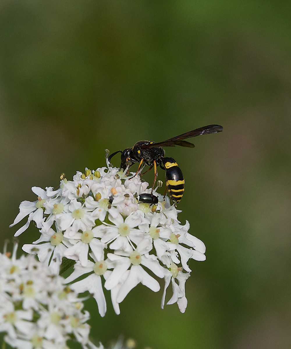 FilbyBroadWasp270621-1