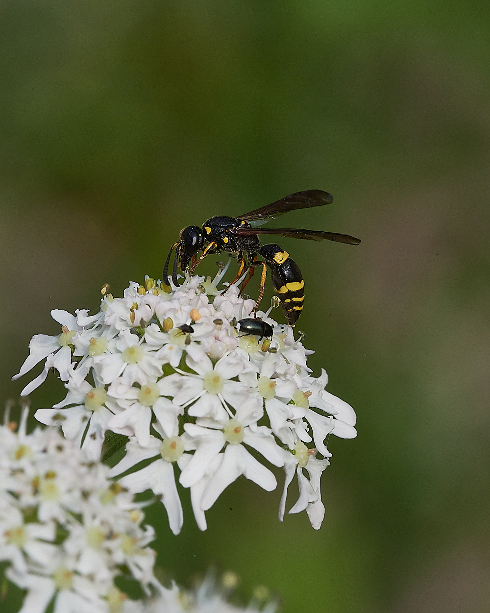 FilbyBroadWasp270621-2