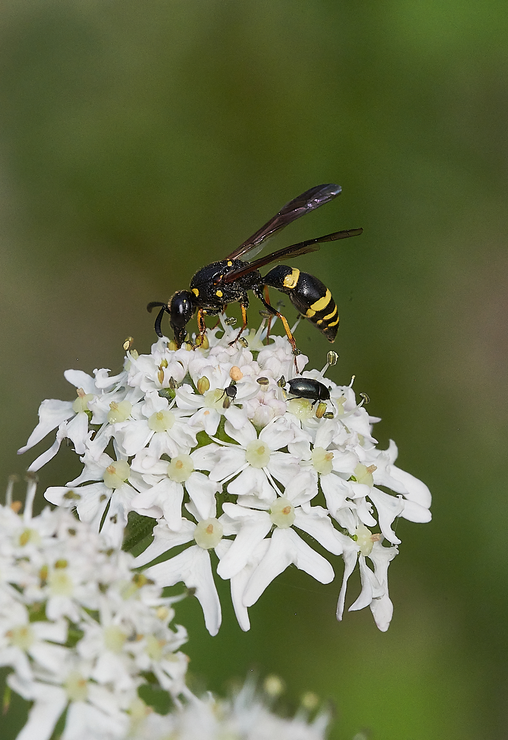 FilbyBroadWasp270621-3